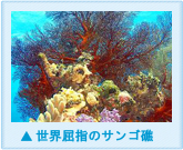 世界屈指のサンゴ礁