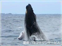 地球上最大の哺乳類　ザトウクジラ