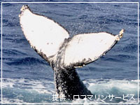 ザトウクジラの固体識別